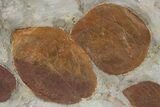 Wide Plate with Six Fossil Leaves (Four Species) - Montana #305981-3